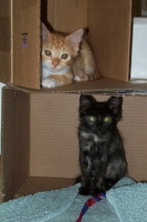 Kittens love boxes